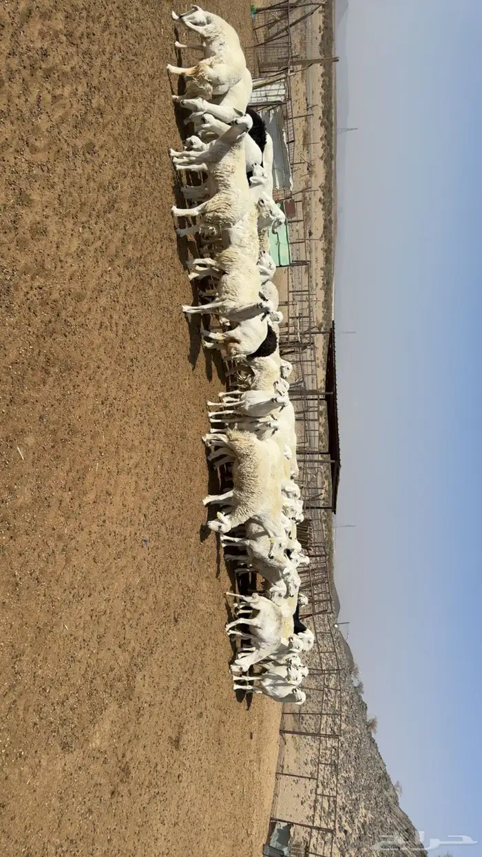 غنم مراح حصيب ودفيع فحص سونار 3