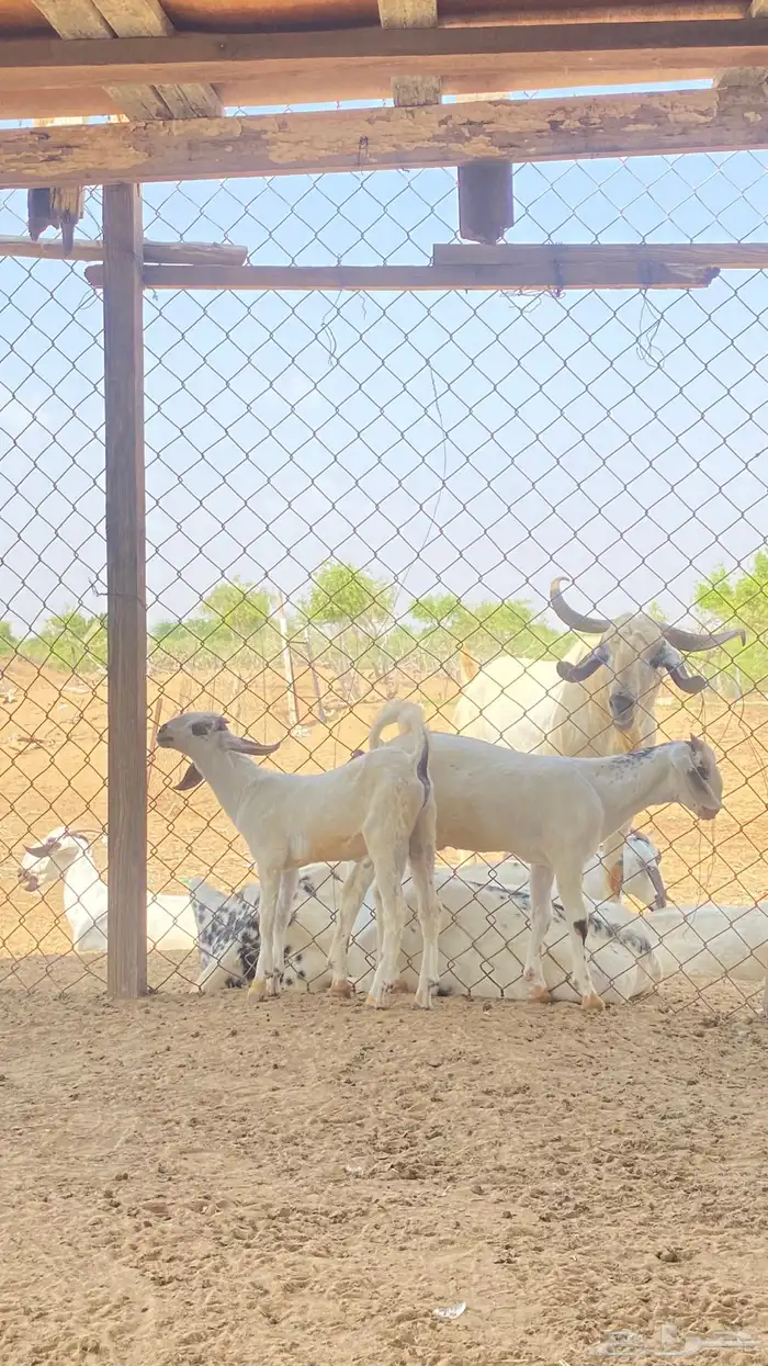 اثنين تيوس مشاريع 22