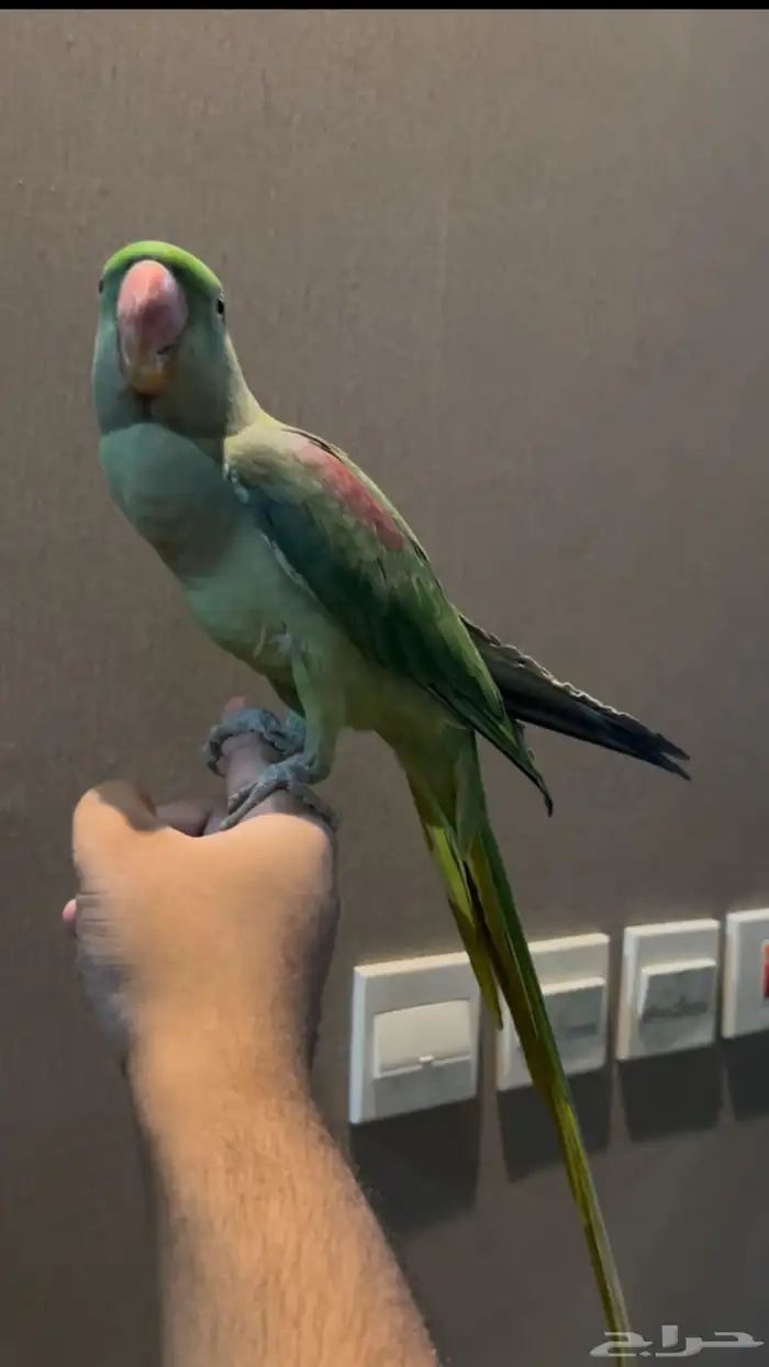 ببغاء نيبالي متكلم وهدد واليف جد ا ماعنده عض 1