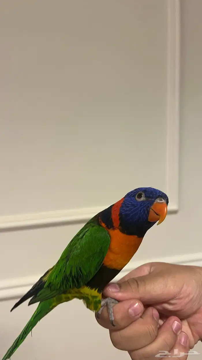 ببغاء لوري اليف (((متكلم))) 0