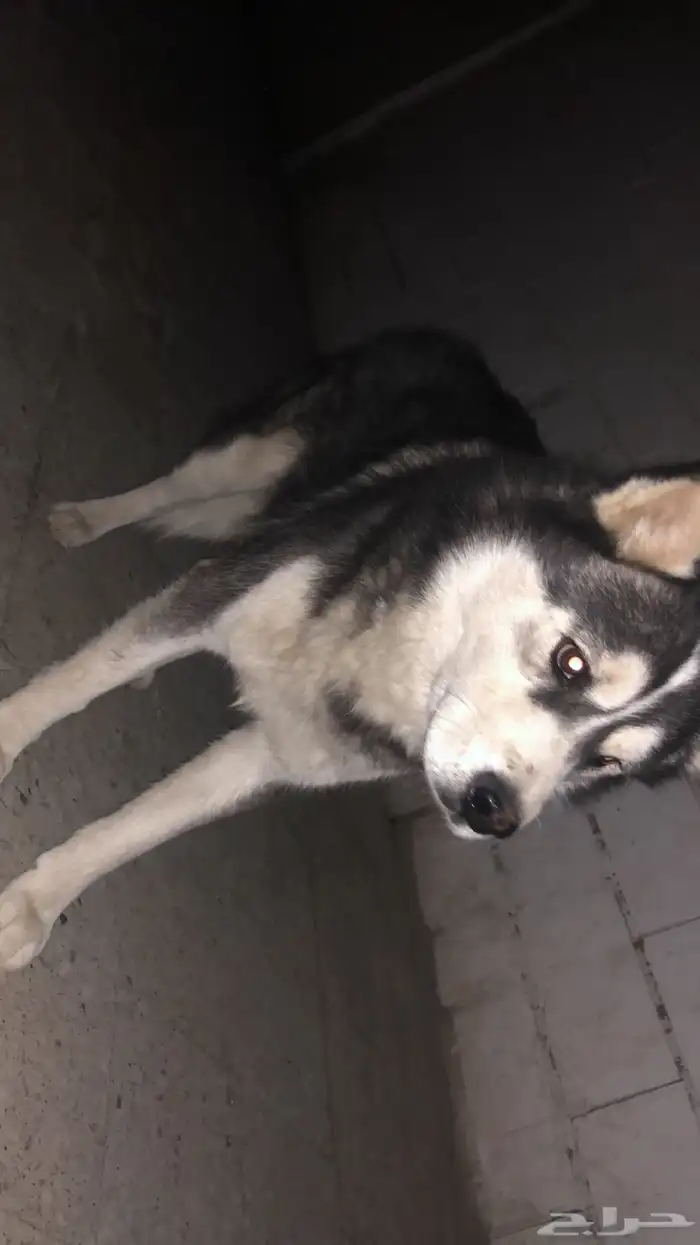 للبيع كلب هاسكي عمره 6اشهر 1
