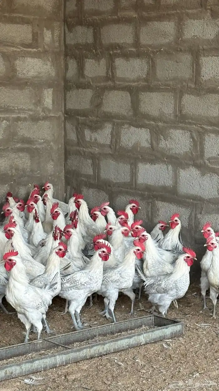 ديوك فيومي المنيوم 140 ديك 3