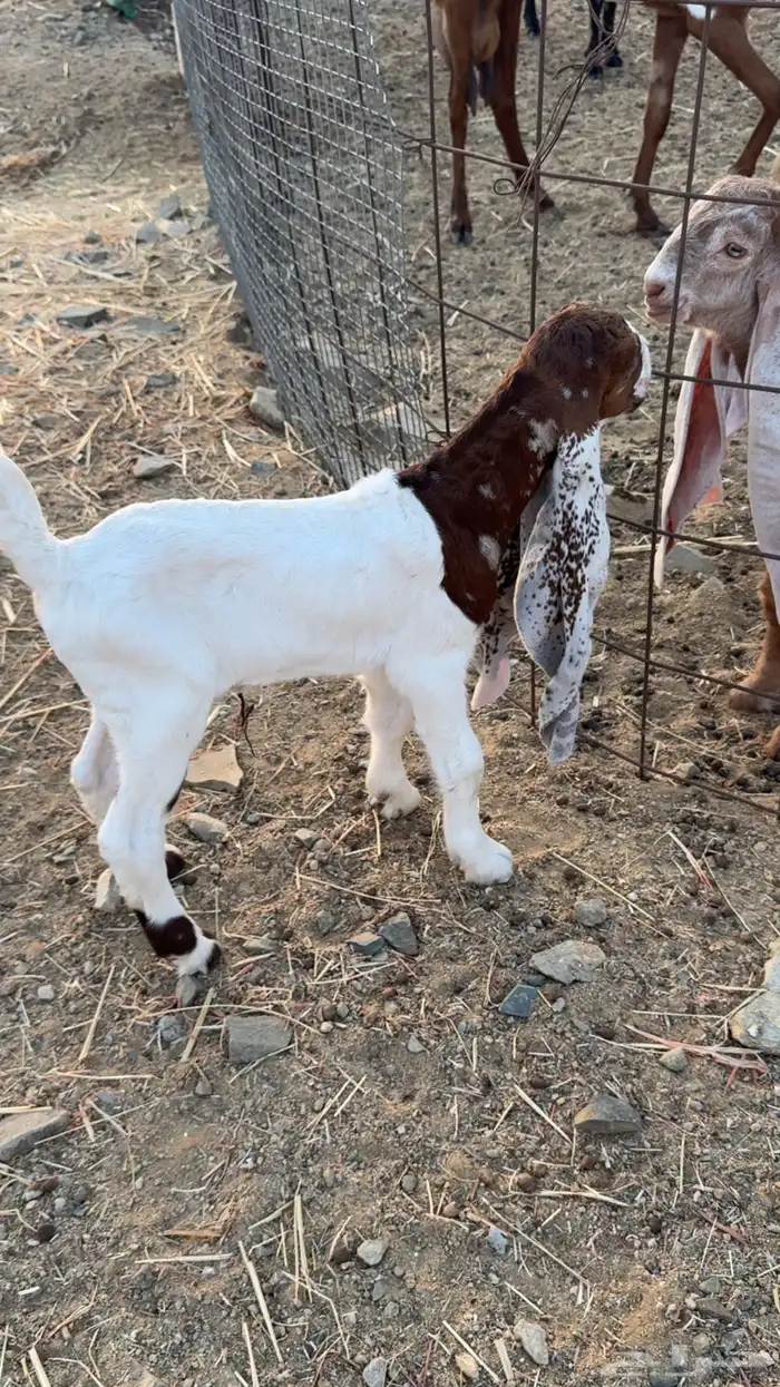 تيس داغور هولندي 0