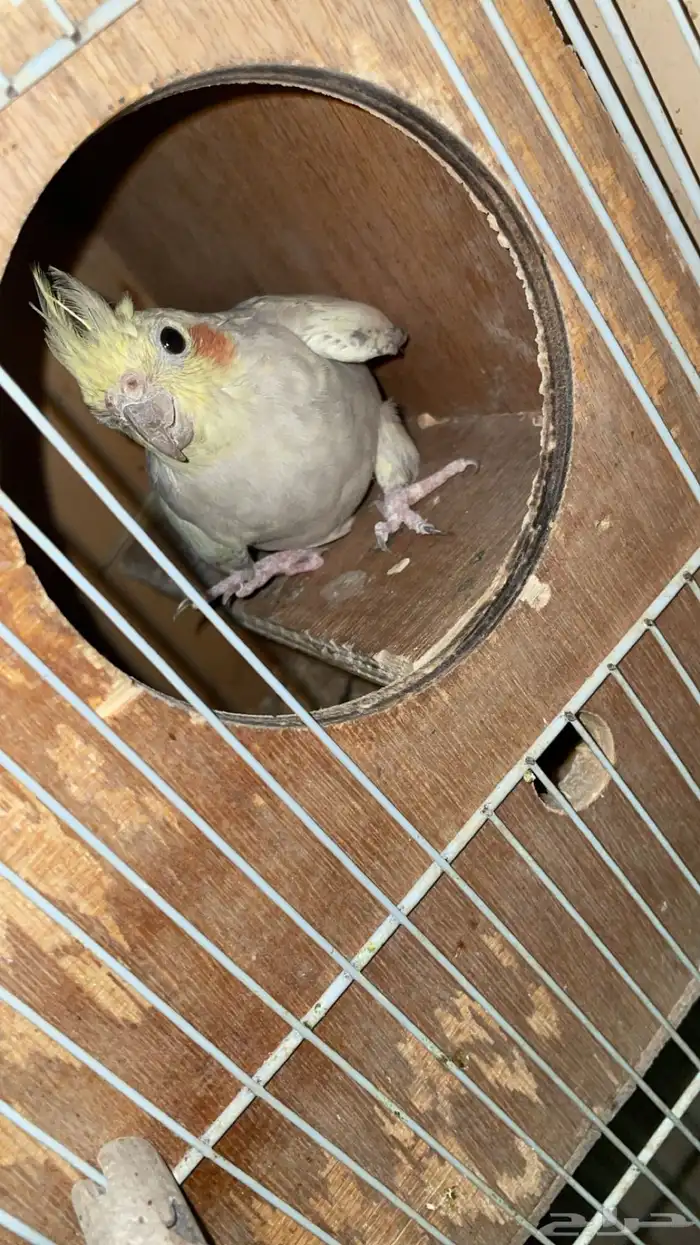 جوز كروان قريب انتااج 2