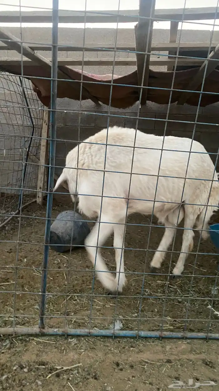 خروف حري فحل ثني او بداية رباع شرط 6