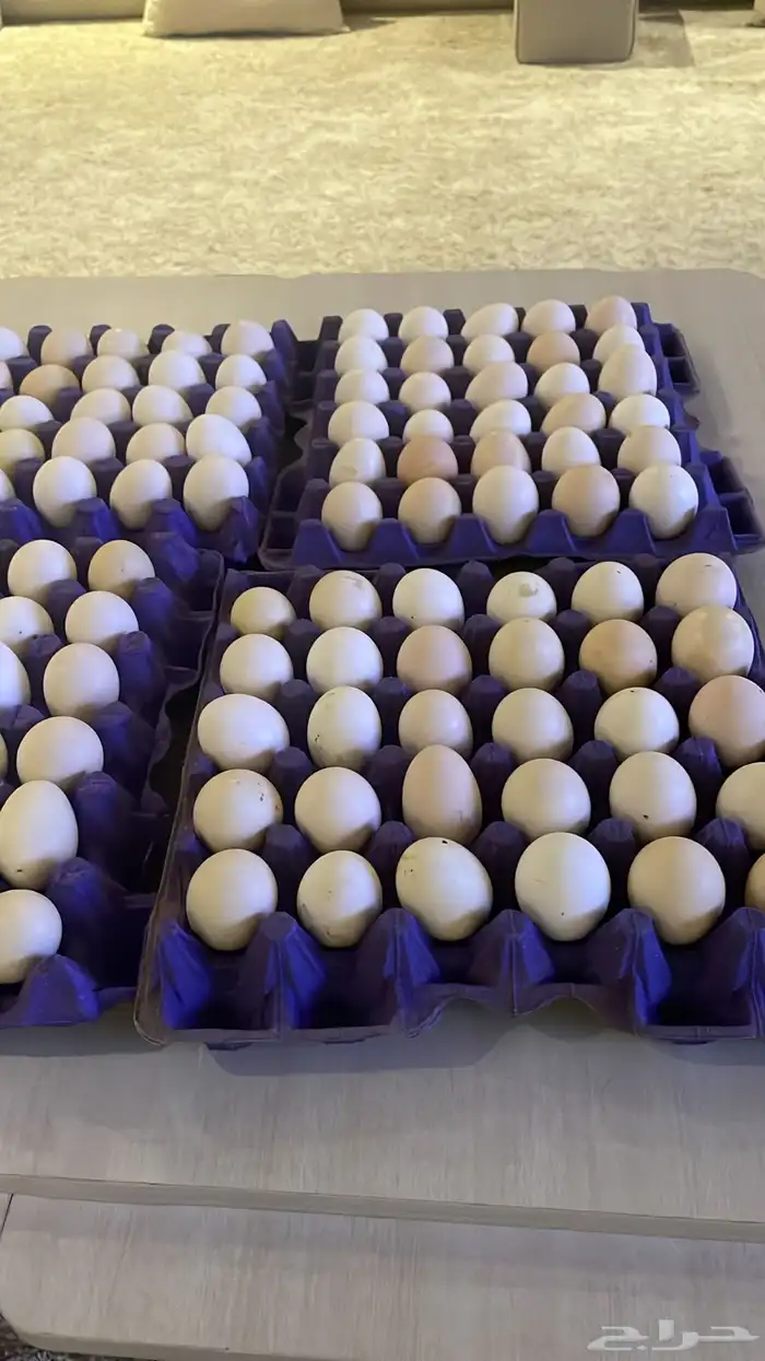 بيض  صوص   دجاج وديوك للبيع 0