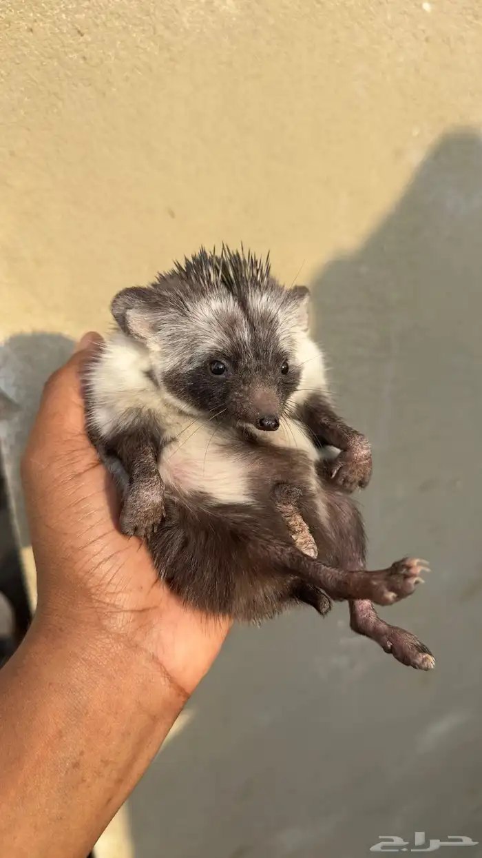 للبيع اليف وحجم جامبو تربية بيت 0