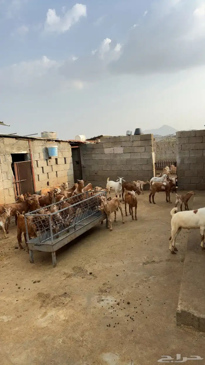 للبيع تيوس بلدي العمر 8اشهر. 0