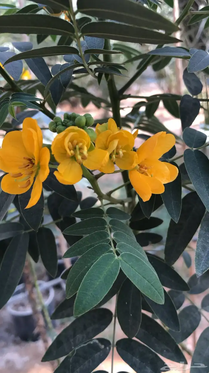 شتلات مشتل اشجار زينه 45