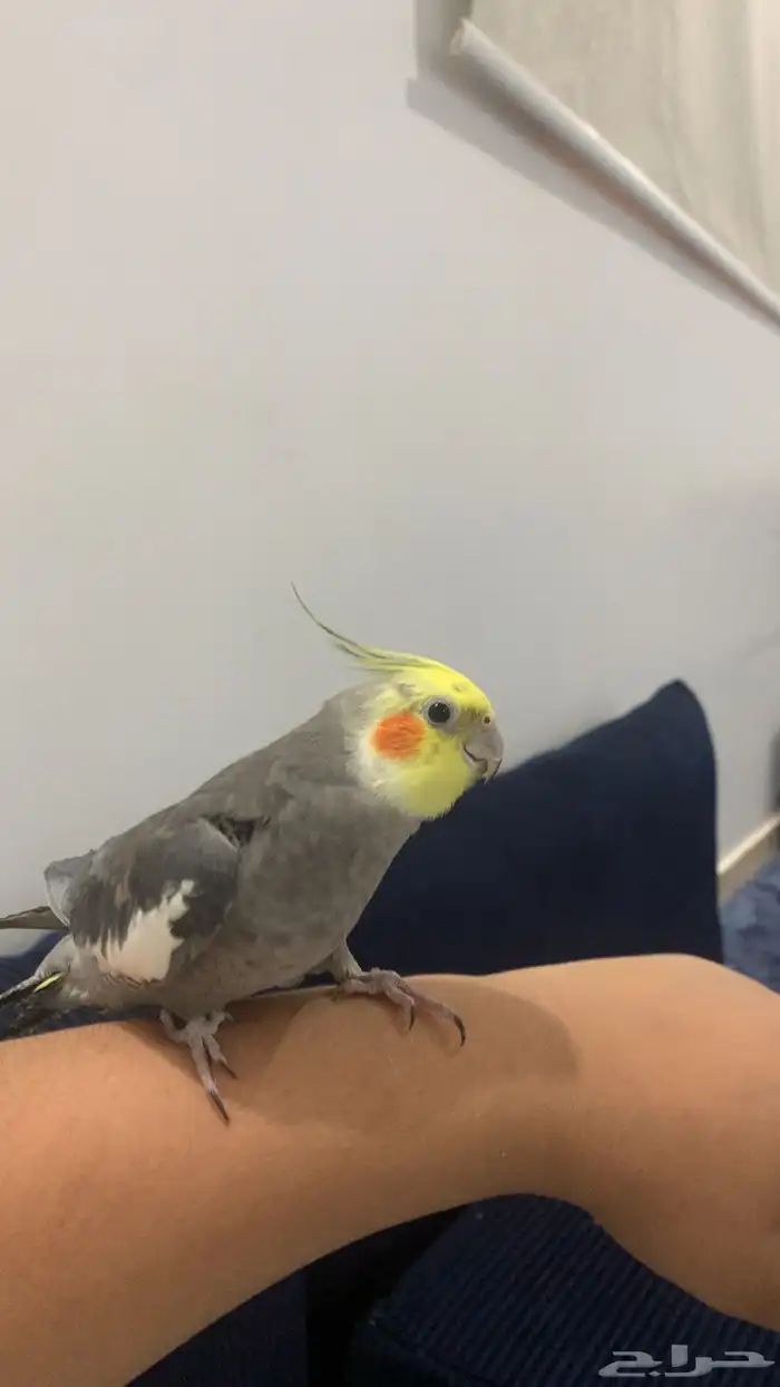 بيغاء الكراون ذكر انثى 3