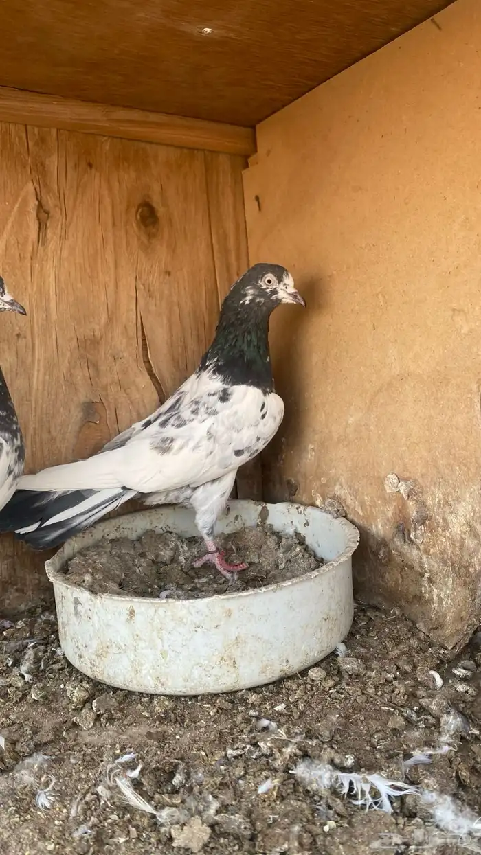 حمام باكستاني فرايد 3