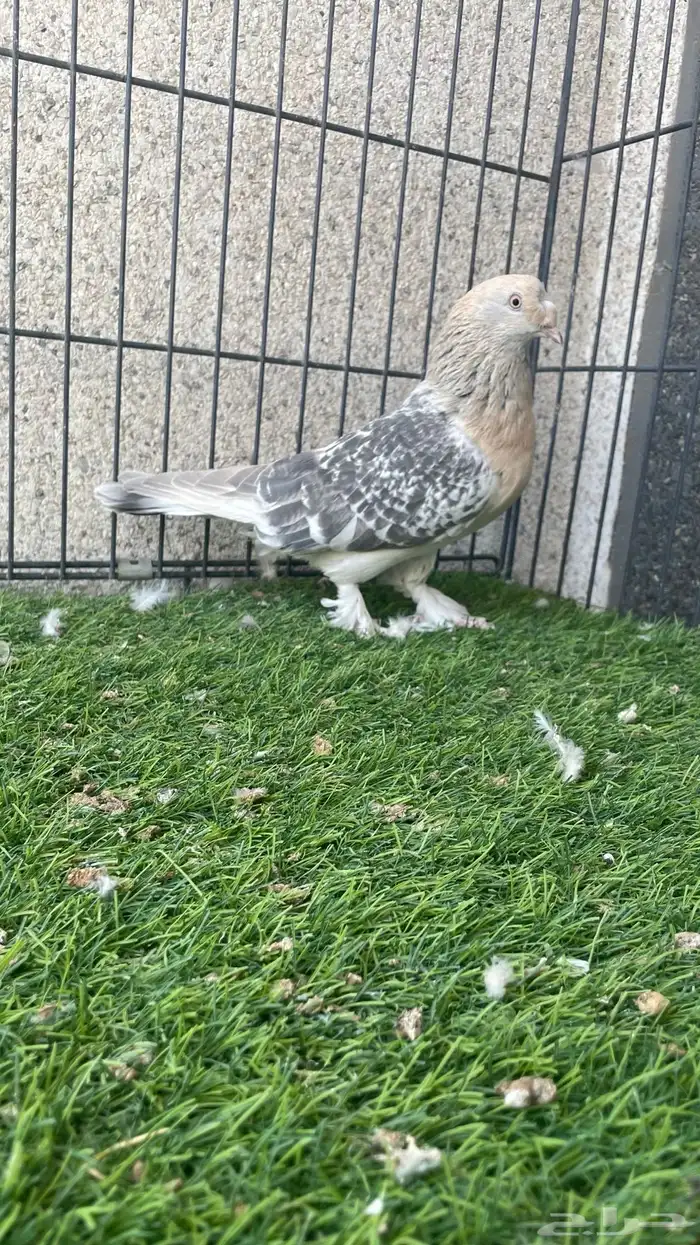 هزازي و أناثي أتراك . 2