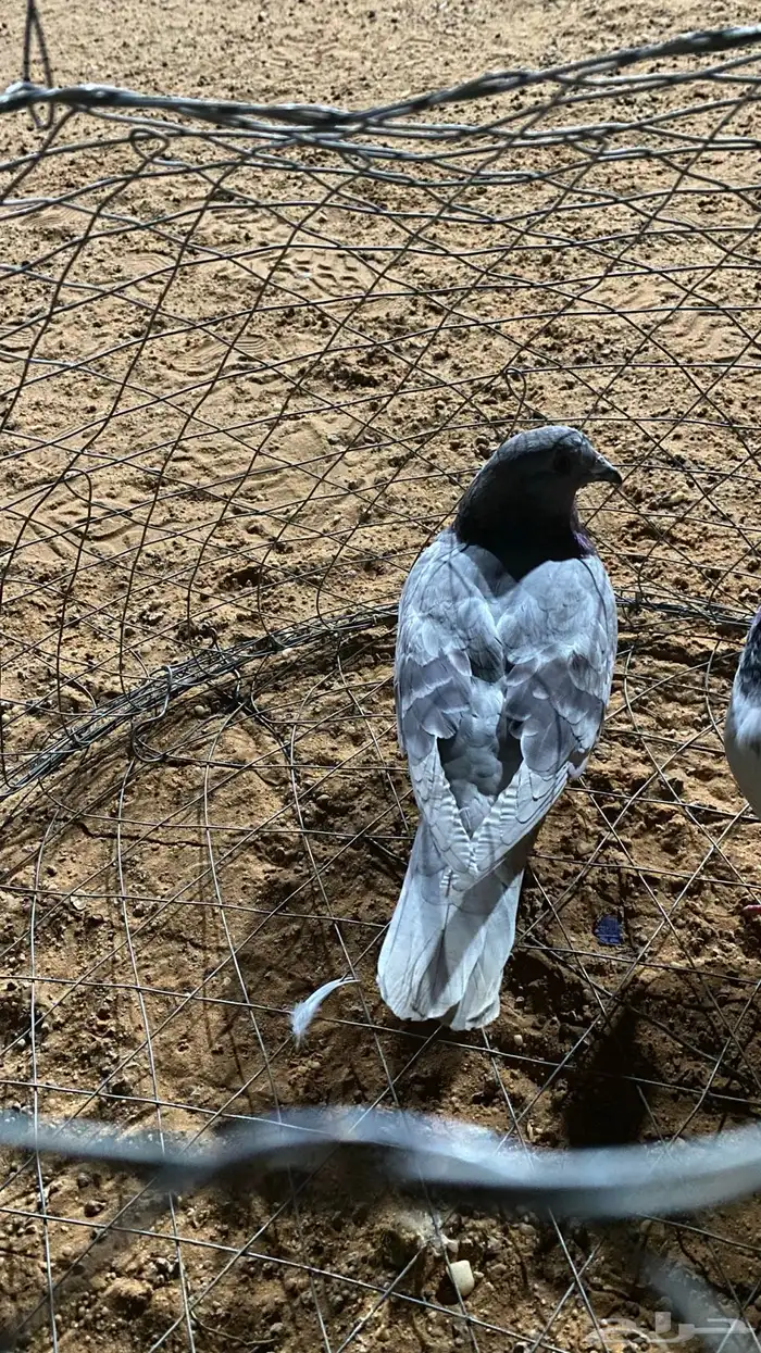 للبيع مشكل 2