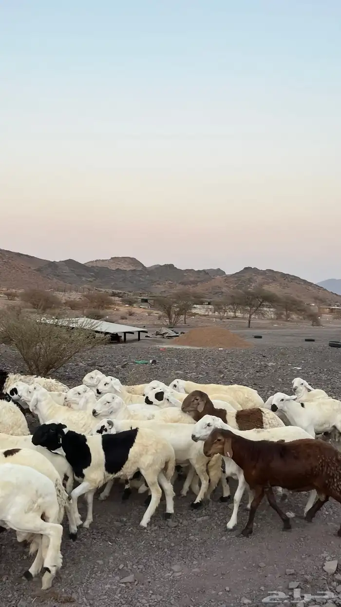 طليان سواكن شبيه الحرب مرابى جادعان مرابى 5