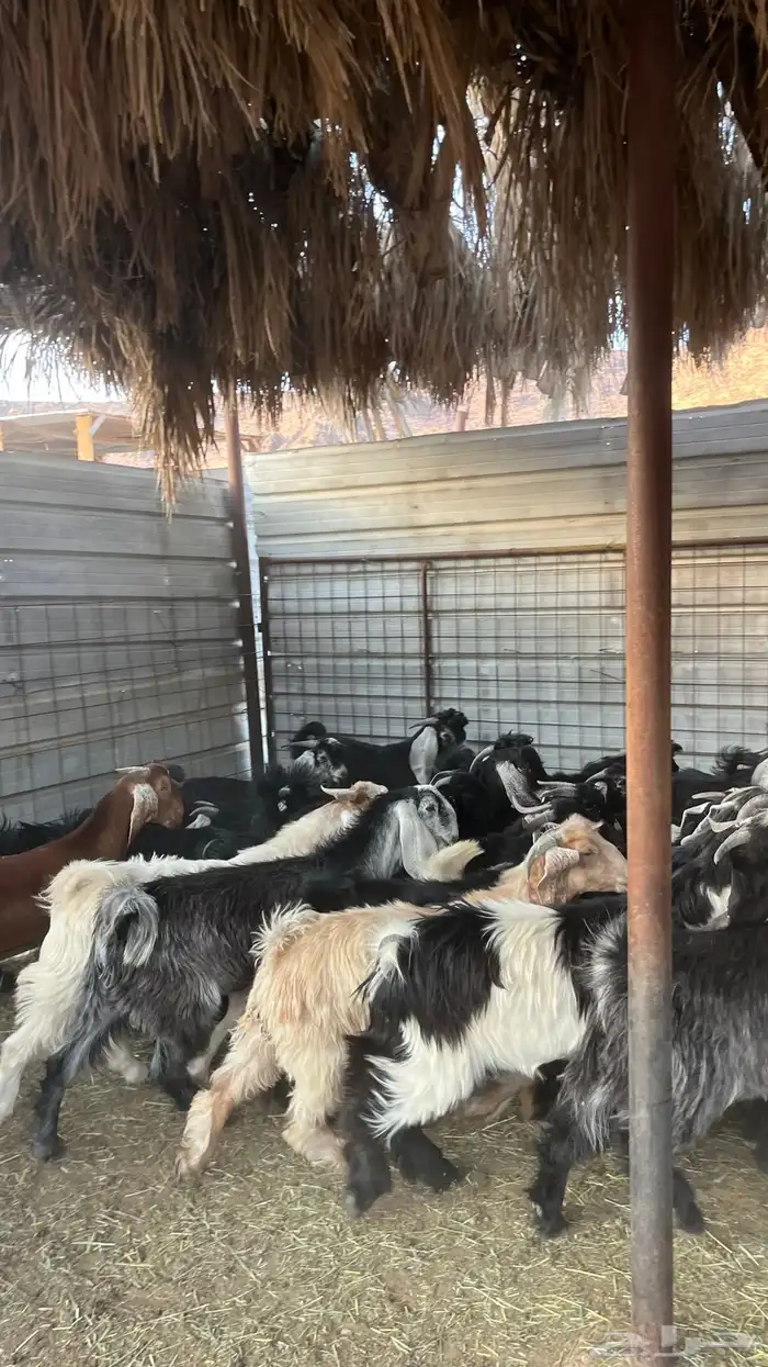 تيوس جبره ذبائح مخاصي جادعان 7