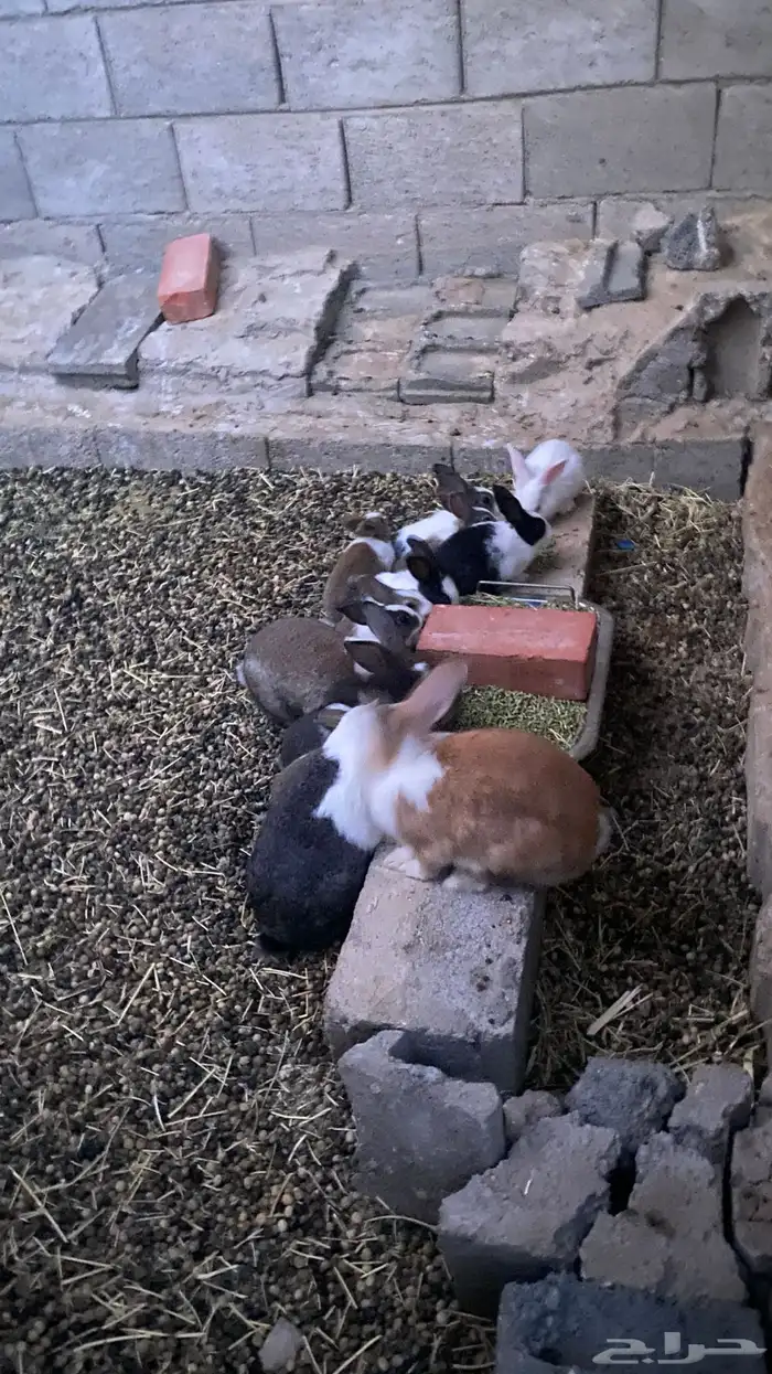 ارانب بلديه في تندحه 0