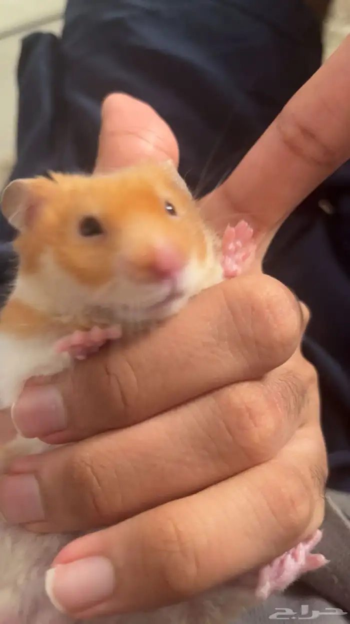 هامستر للبيع 1