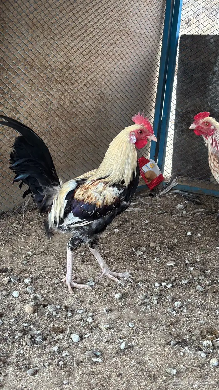 ديوك بلديه 2