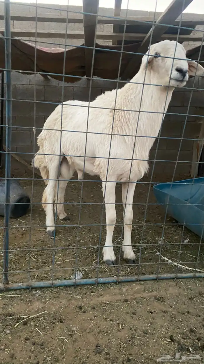 خروف حري فحل ثني او بداية رباع شرط 1