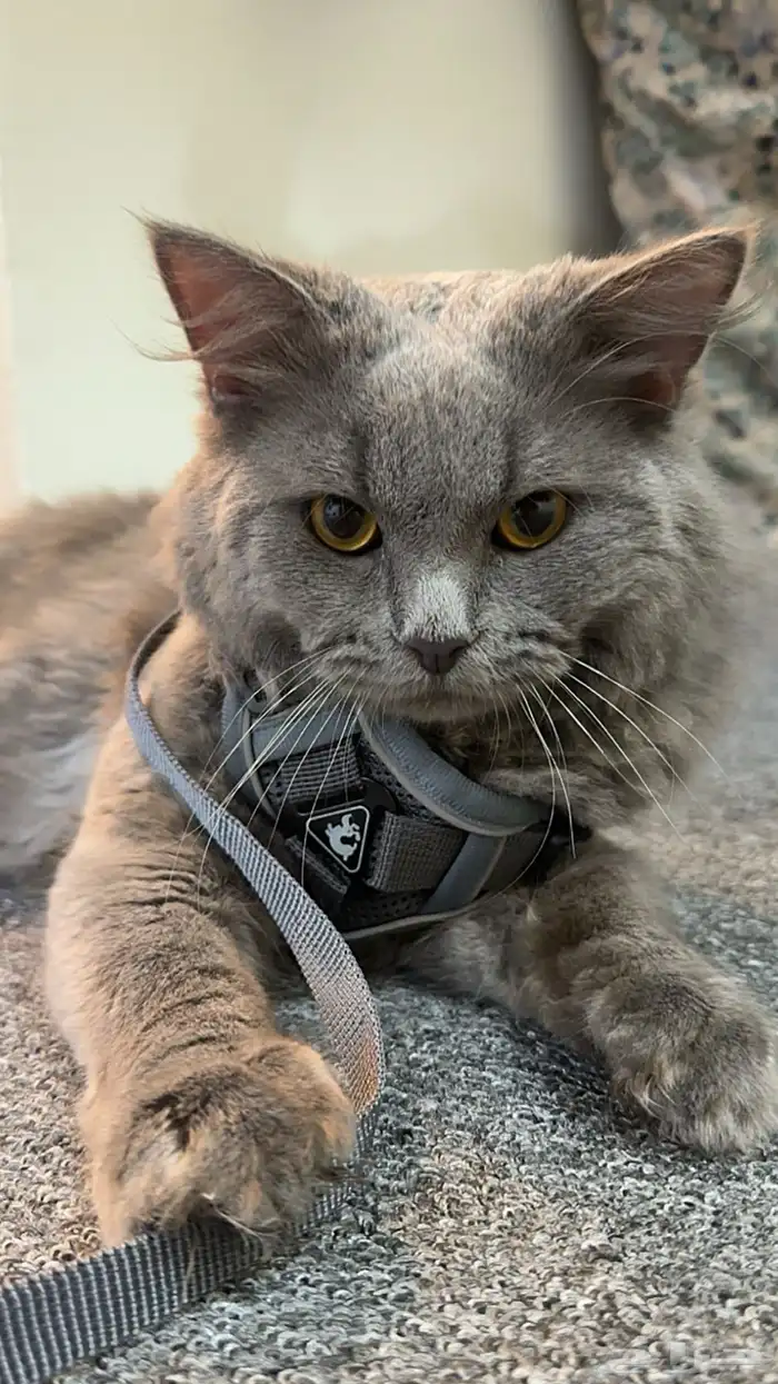 ذكر شيرازي للتبني العمر7شهور متطعم 0