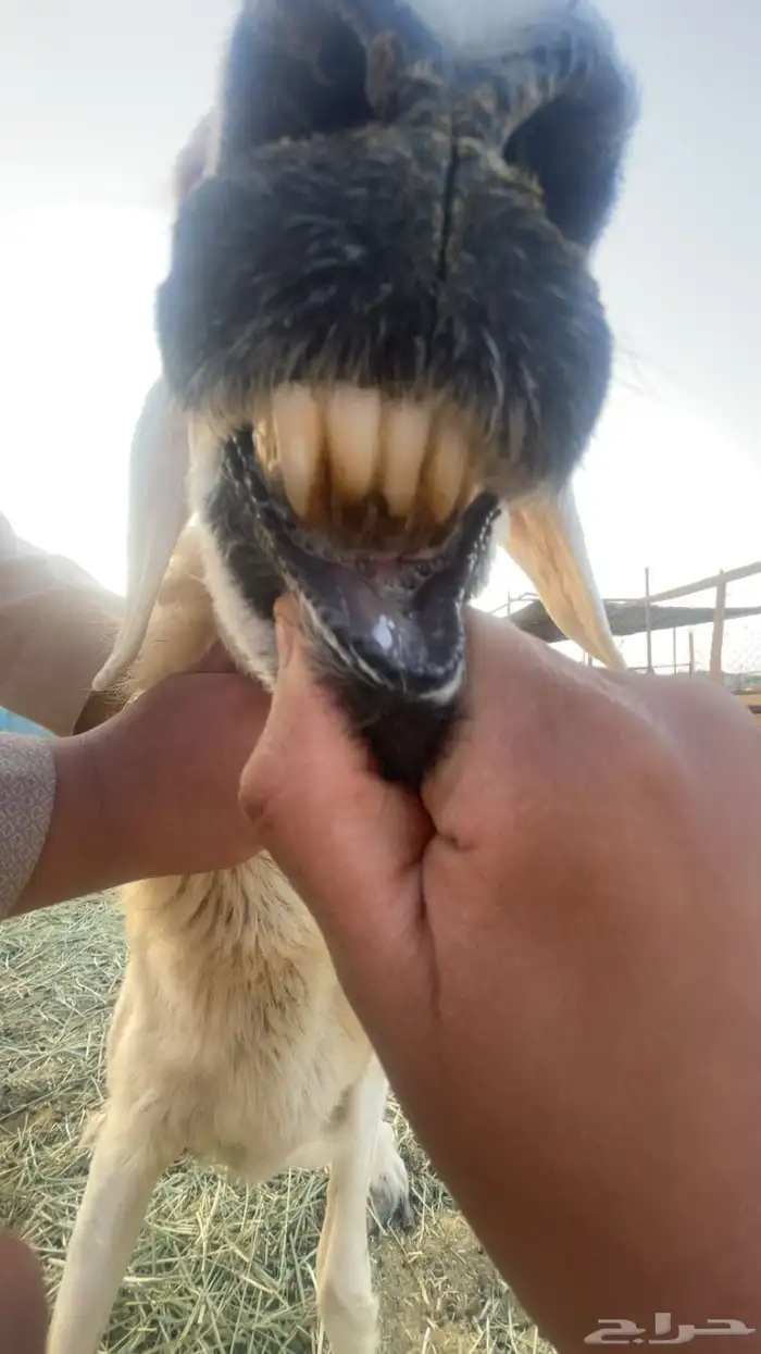 ضانه للبيع سليمه من كل الامراض 3