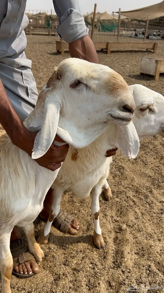 طلي سواكن درماني صنف الصنف 0