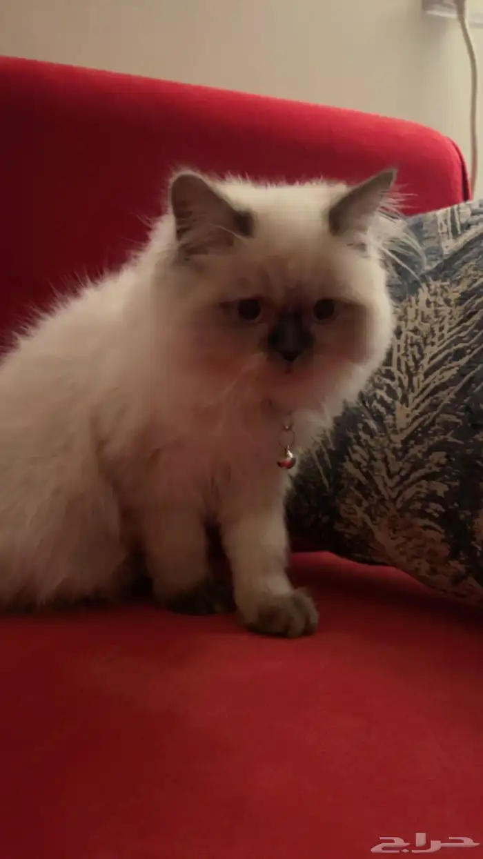 قط هيملايا للبيع مع اغراضه 0