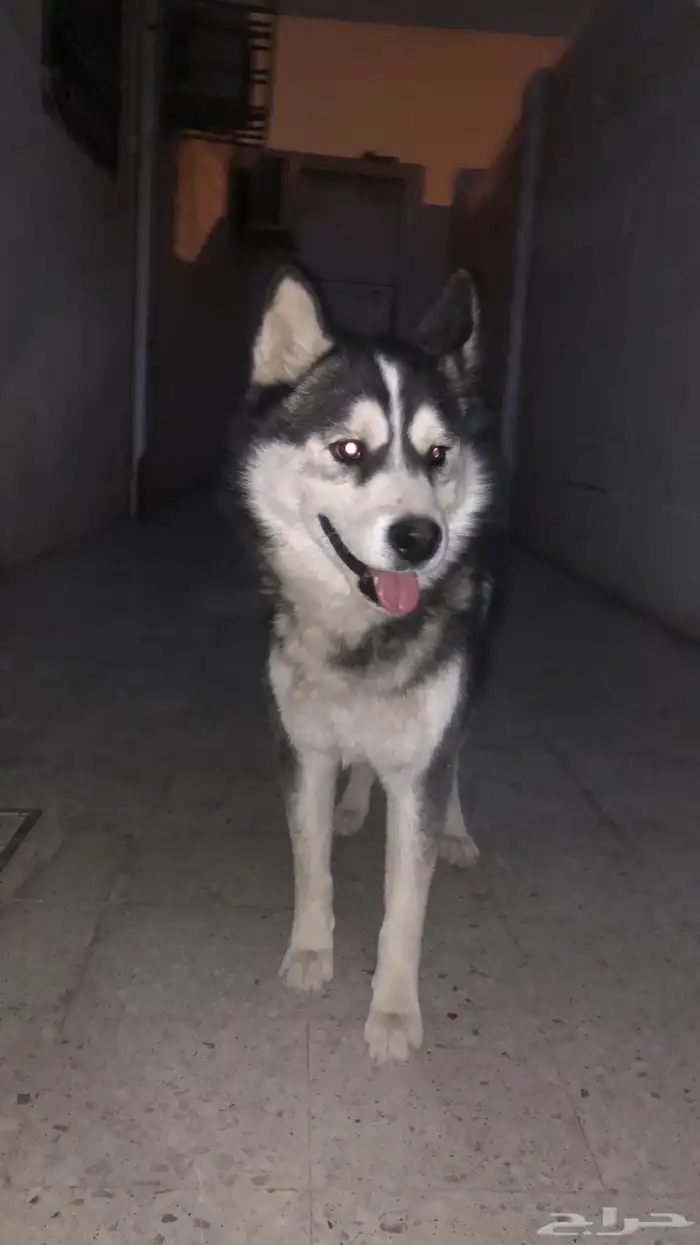 للبيع كلب هاسكي عمره 6اشهر 0