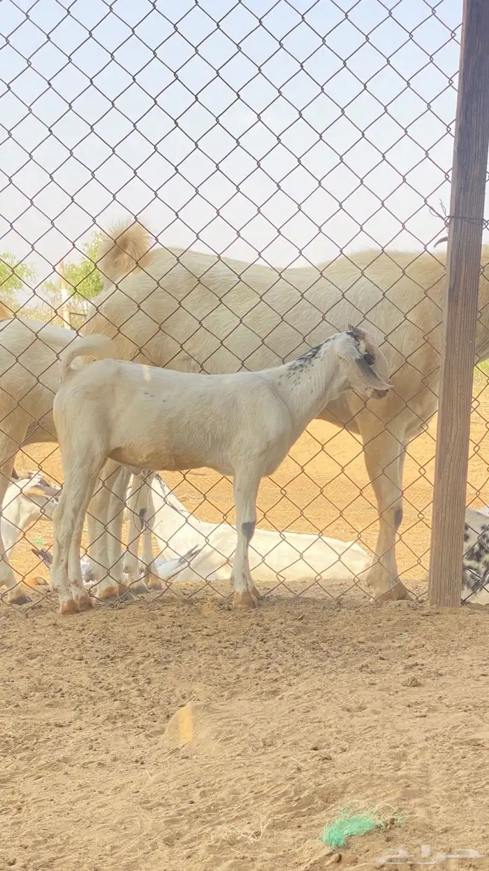 اثنين تيوس مشاريع 13