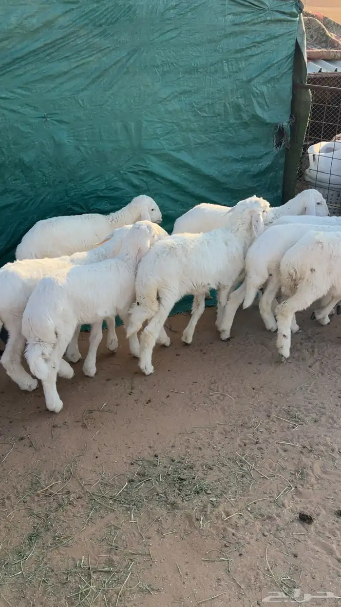 للبيع بهم حري 2