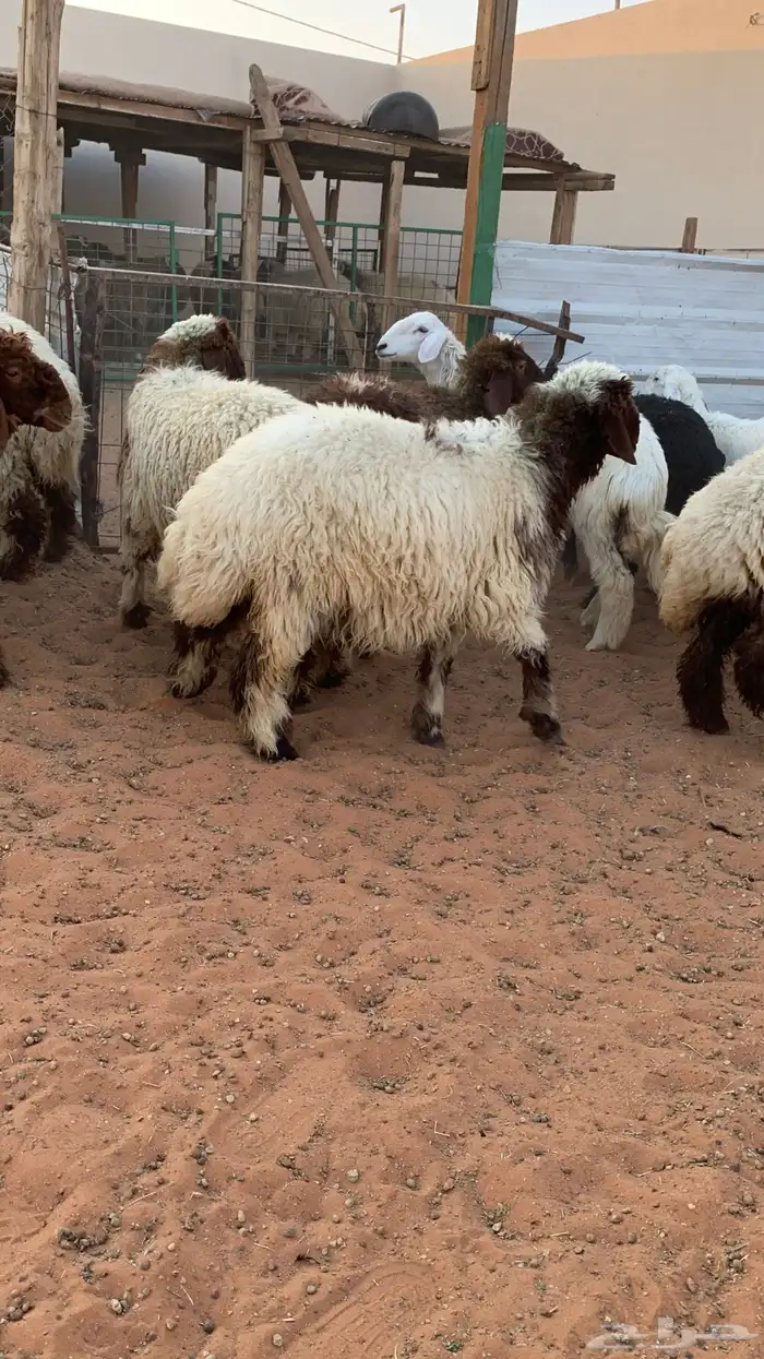 14 رخل نعيمية  جذعات فل شحم 0