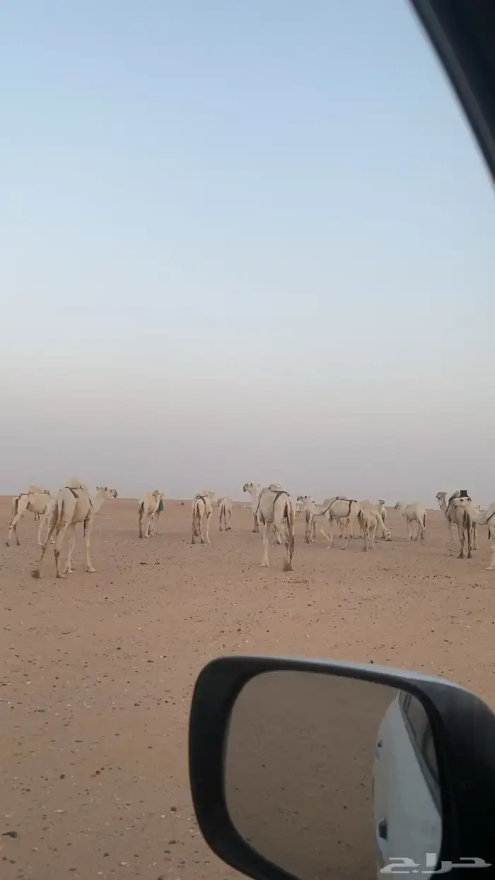 ابل للبيع 26