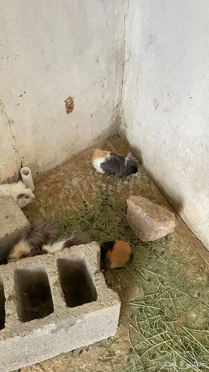 وبران بلدي و أمريكي 16