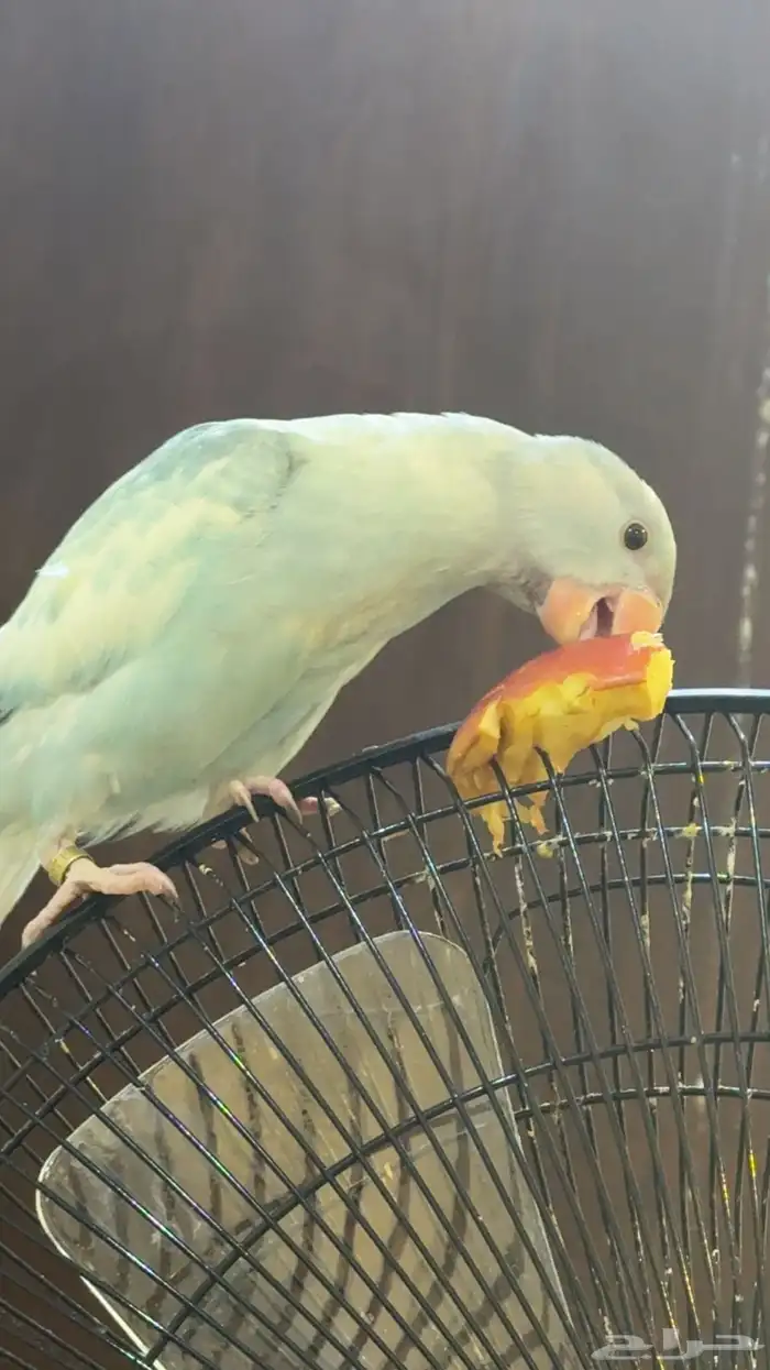 فرخ درة ابرق 9