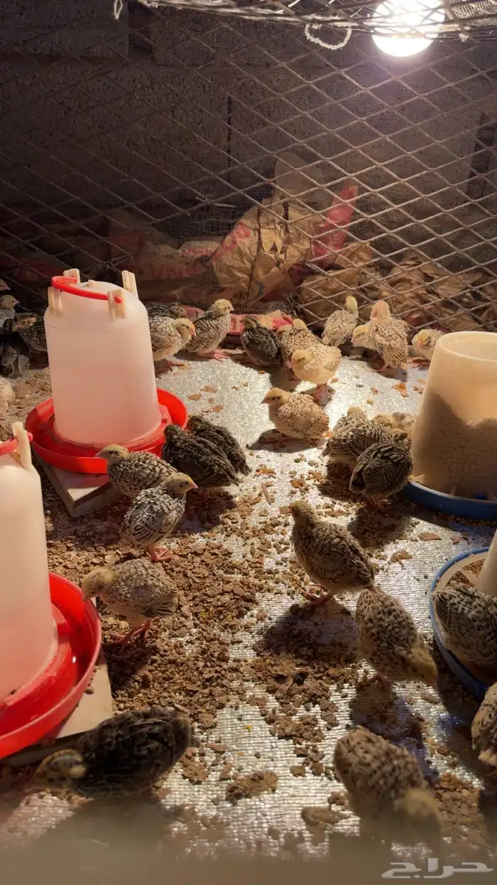 صيصان سمان 0