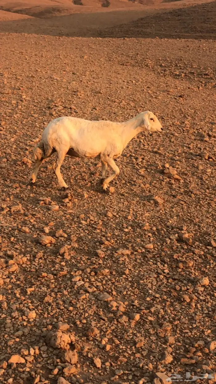 لبيع شاه حايل 0