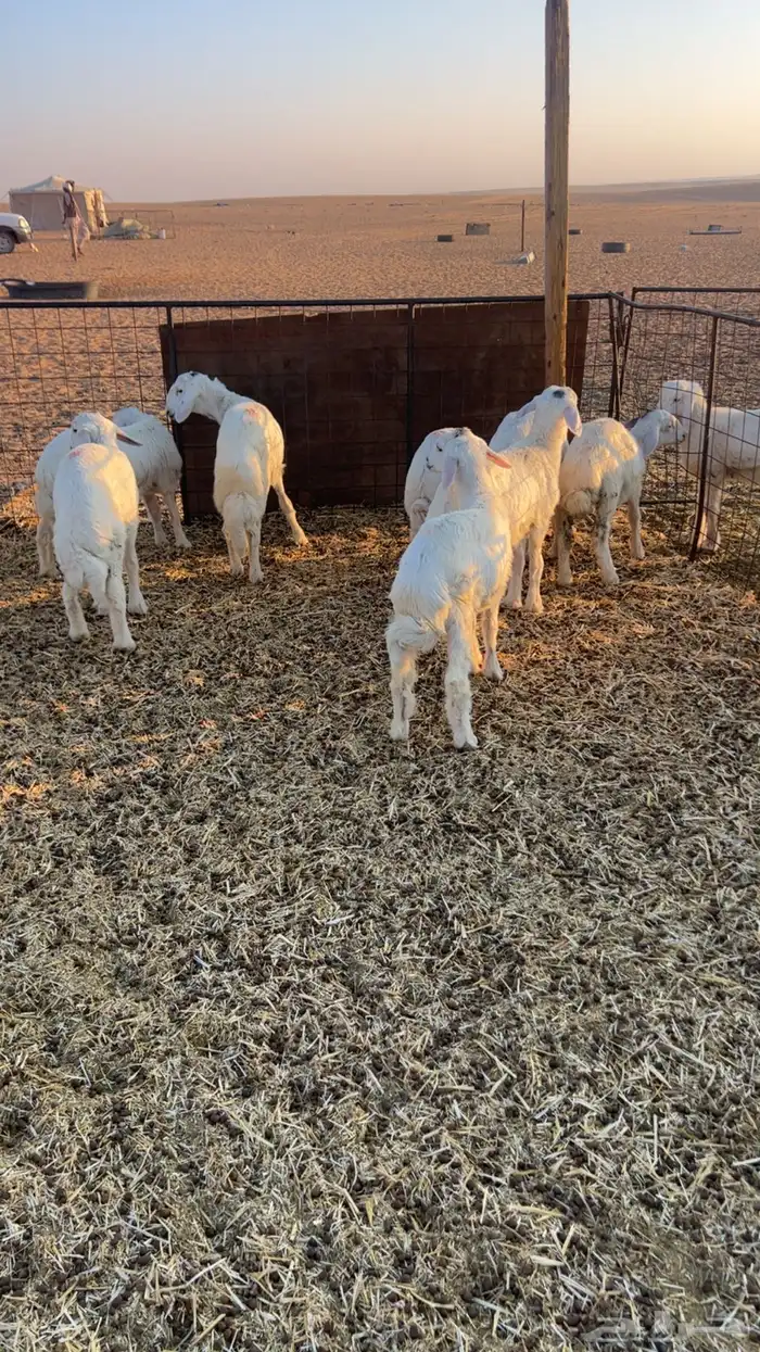 للبيع بهم حري 30 راس خرفان صافي 3