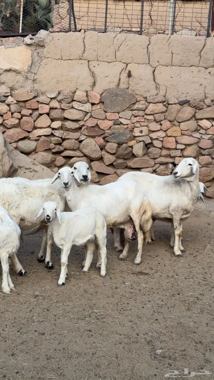 ضان متابيع 4