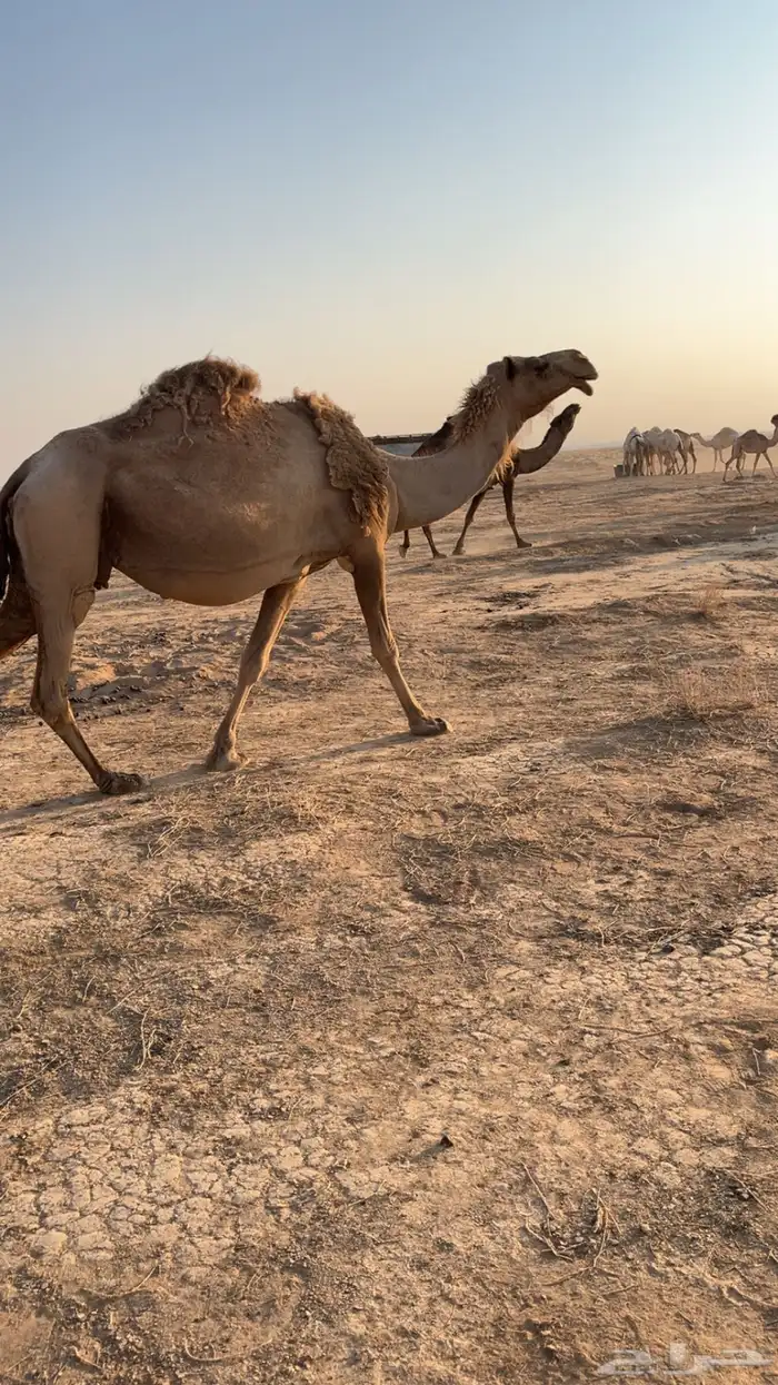 للبيع الناقه الشعلا الكفو ملاقي هدا ورضا 6
