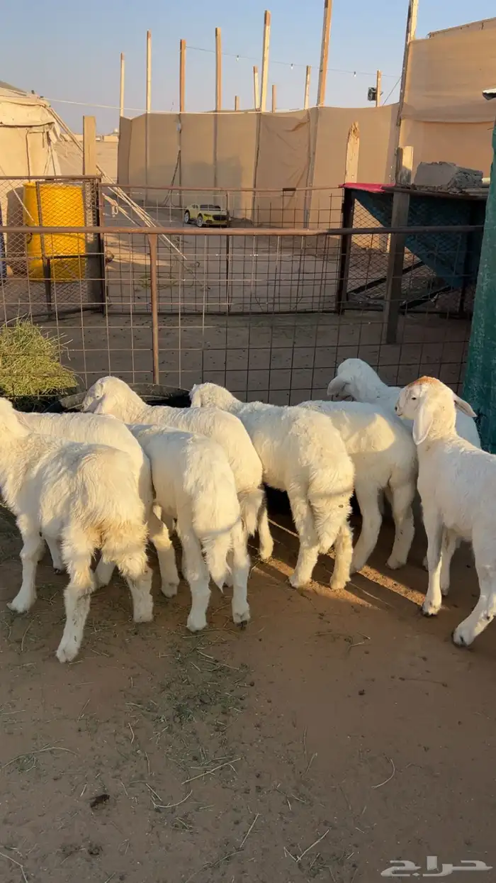 للبيع بهم حري 3