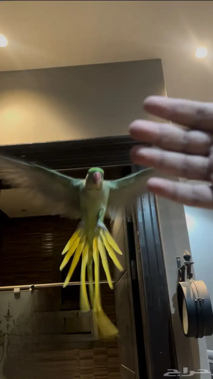 ببغاء نيبالي متكلم وهدد واليف جد ا ماعنده عض 0