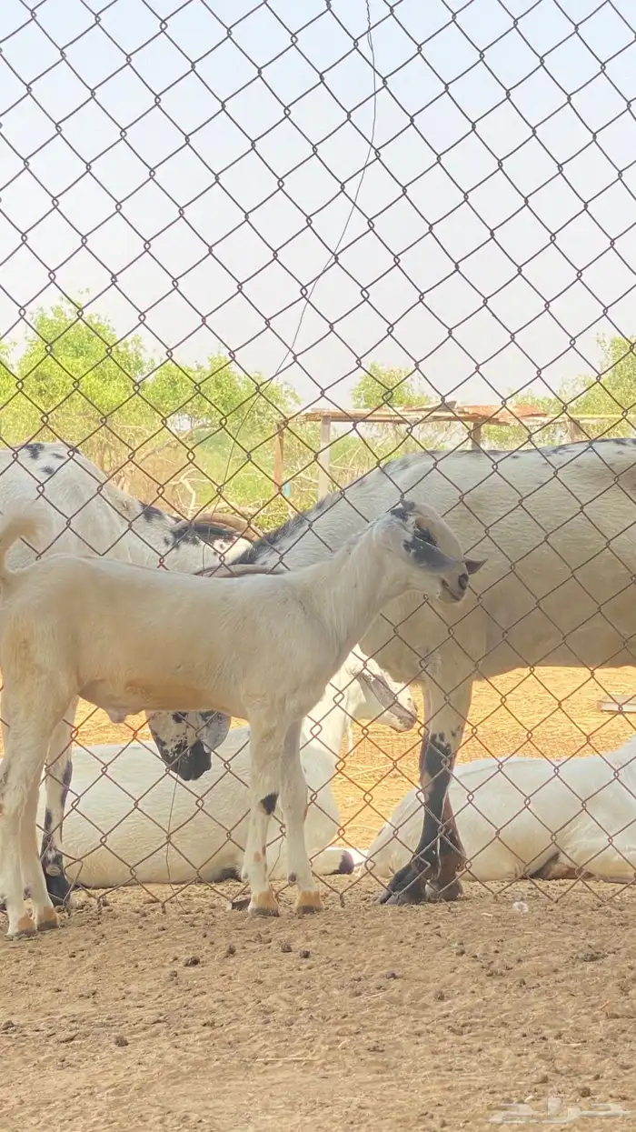 اثنين تيوس مشاريع 11