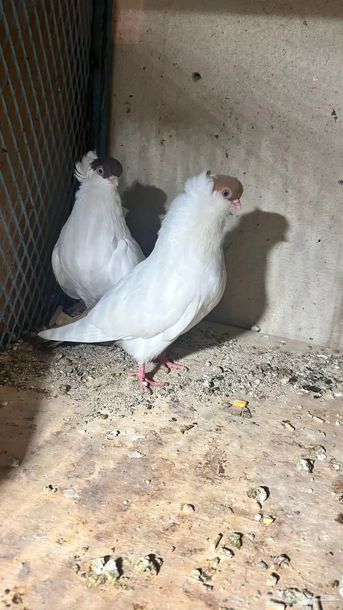 زوج حمام هلمت الذكر اصفر والانثى الاحمر متجه 1