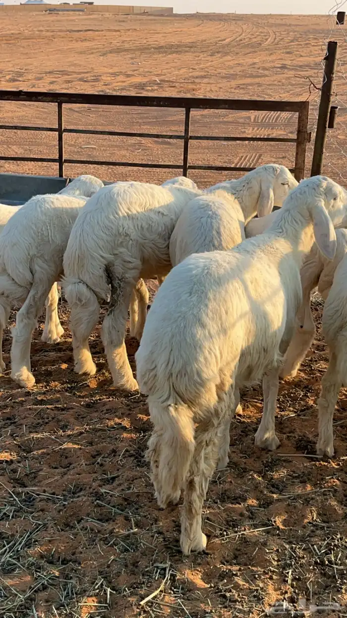 خرفان حريات 0