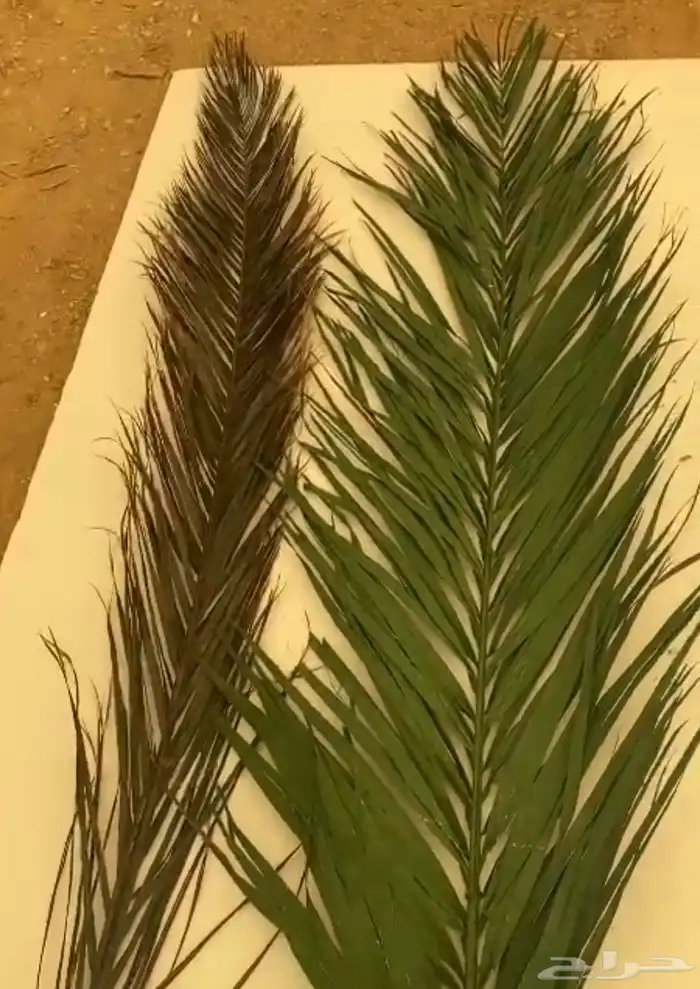 ورق نخل محنط ومجفف 0