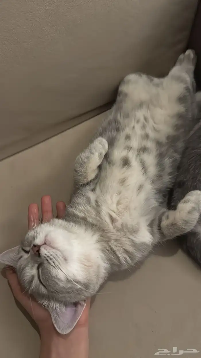 قطة سكوتش ستريت 5