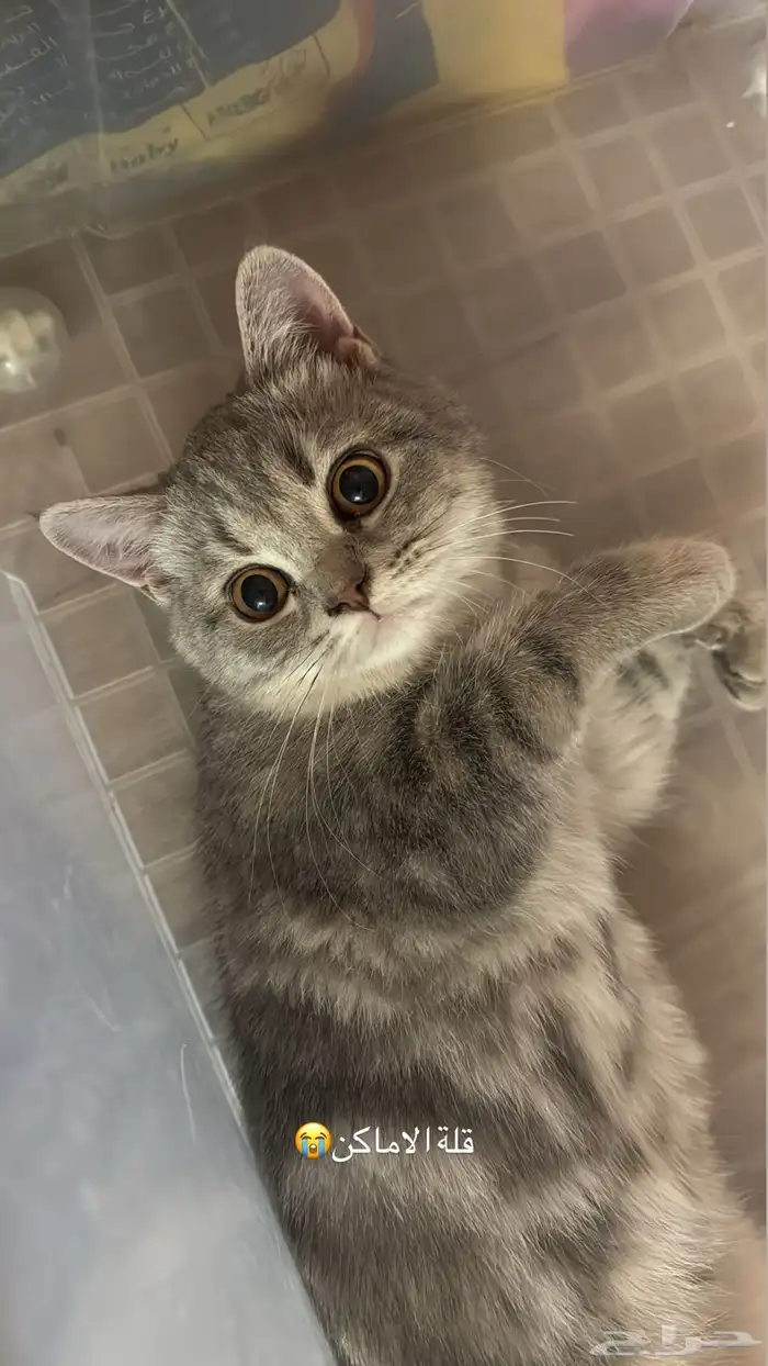 قطة سكوتش ستريت 6