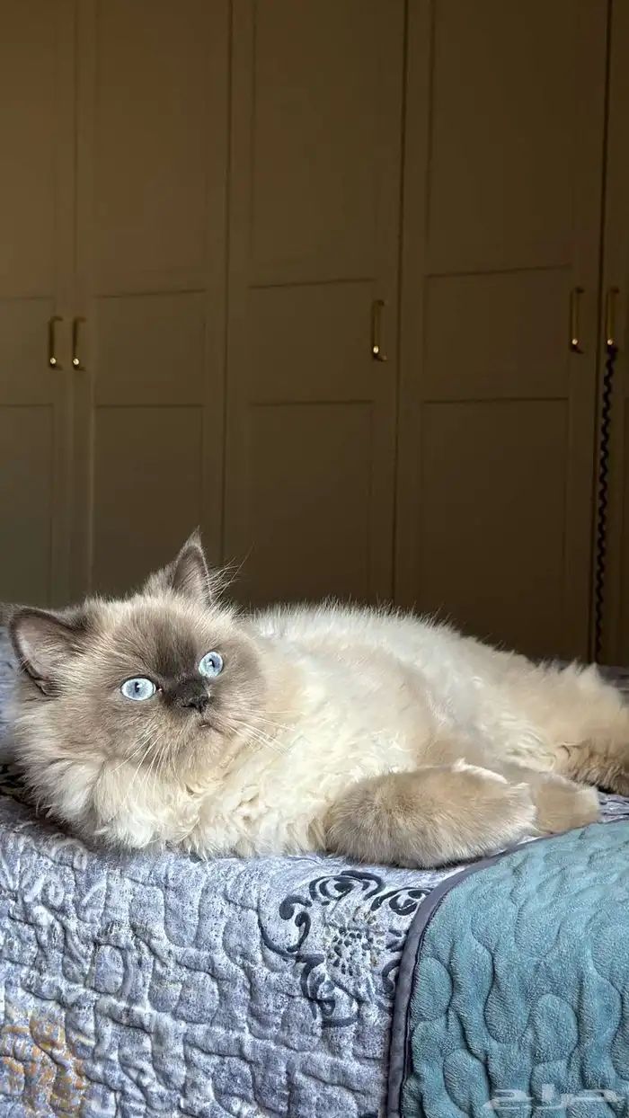 قط هملايا للبيع 2