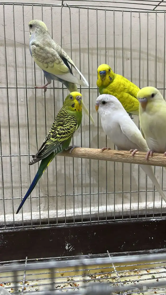 طيور حب اليفه تلعب معى الأطفال 3