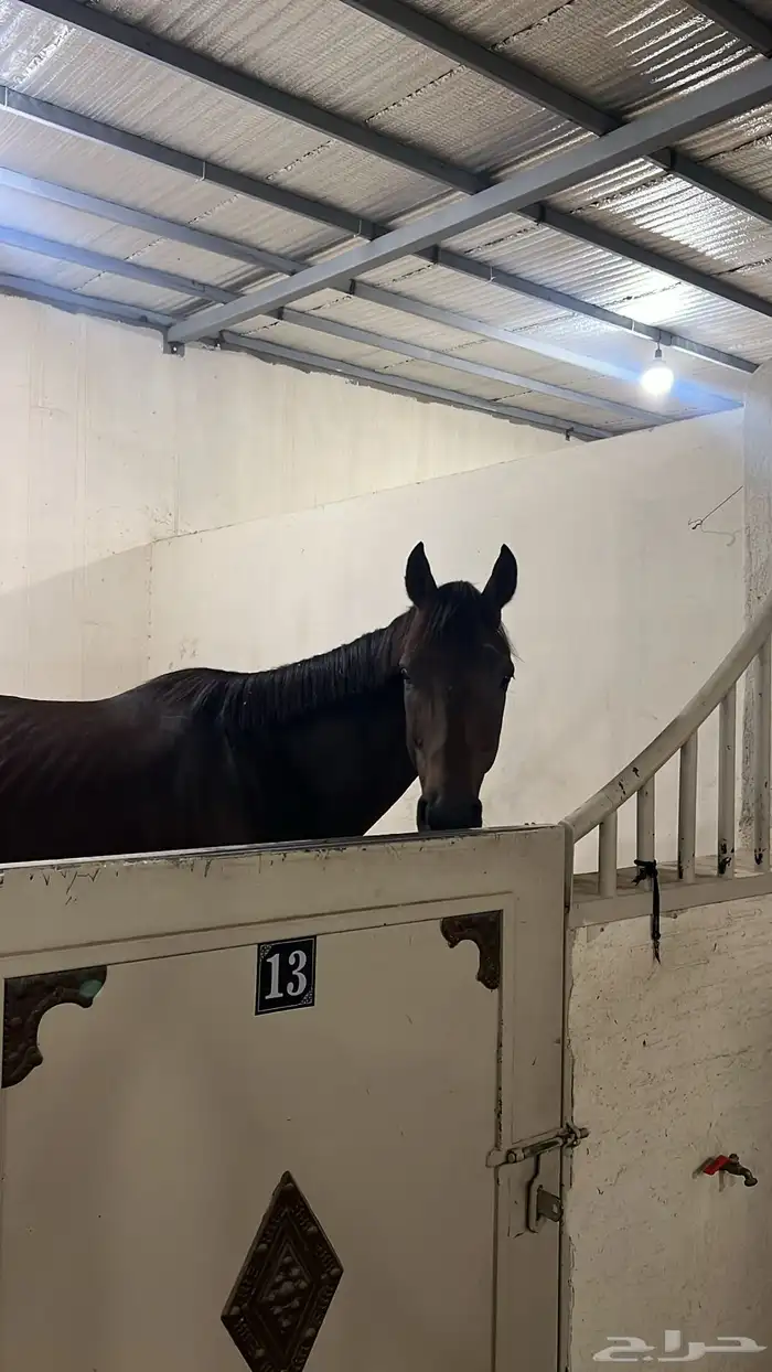 اسطبل هورس لاند للإيواء والتدريب 5